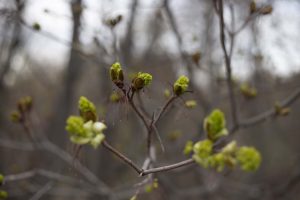 Иммунолог Болибок рассказал, как аллергикам спастись от весенней пыльцы